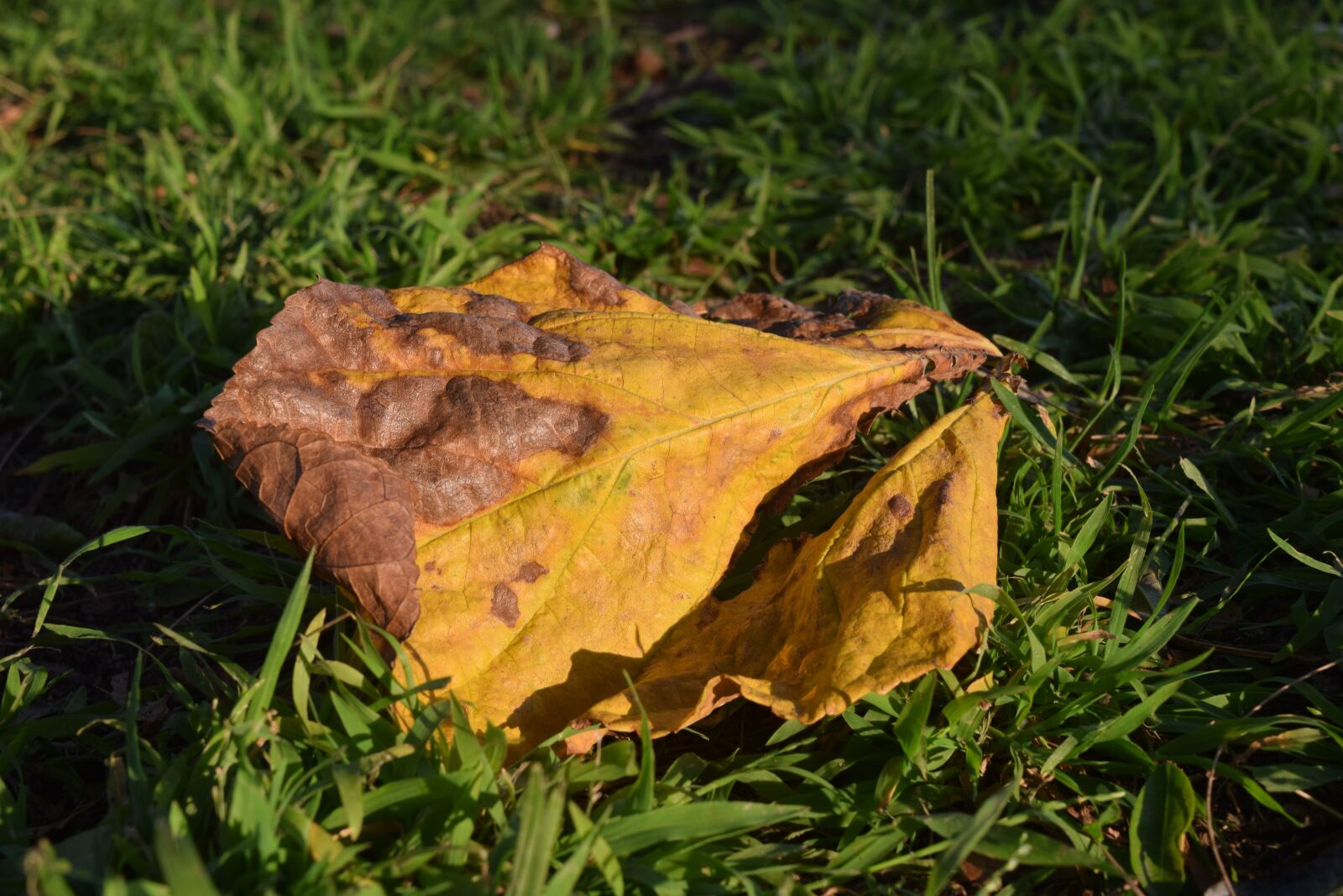 Nikon D3300 sample photo. Leaf, green, yellow photography
