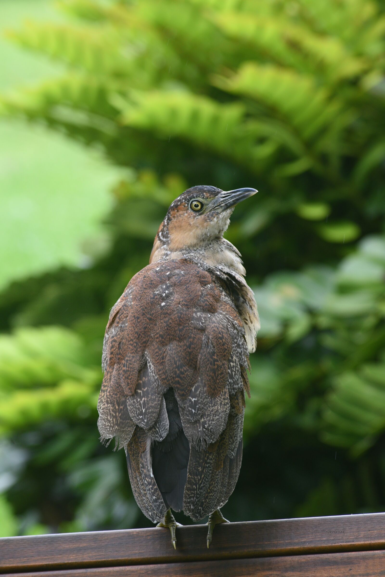 Nikon D750 sample photo. Bird, nature, wildlife photography