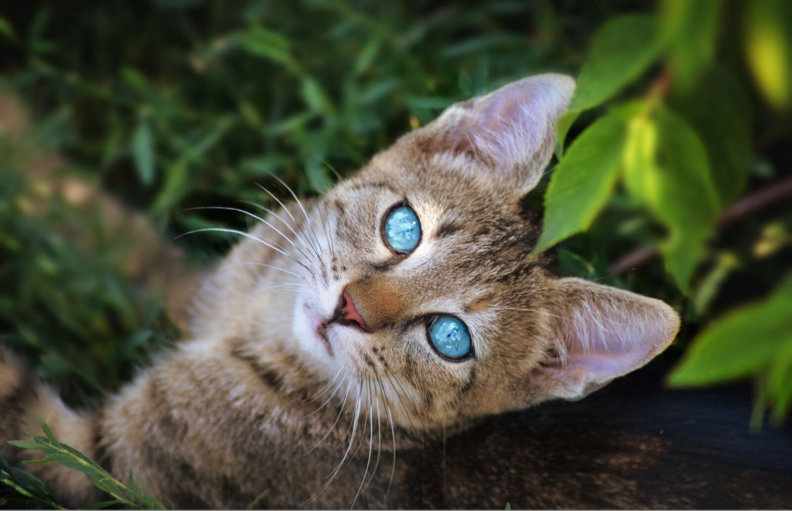 Nikon D3200 sample photo. Nature, animal, cute photography