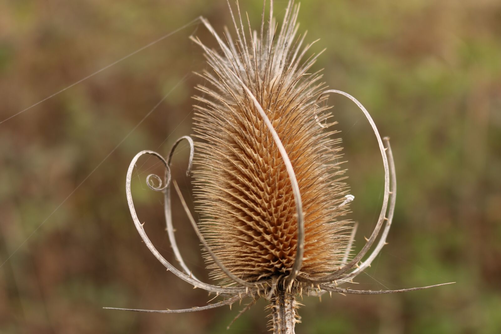 Canon EOS 70D sample photo. Card, spiral, prickly photography