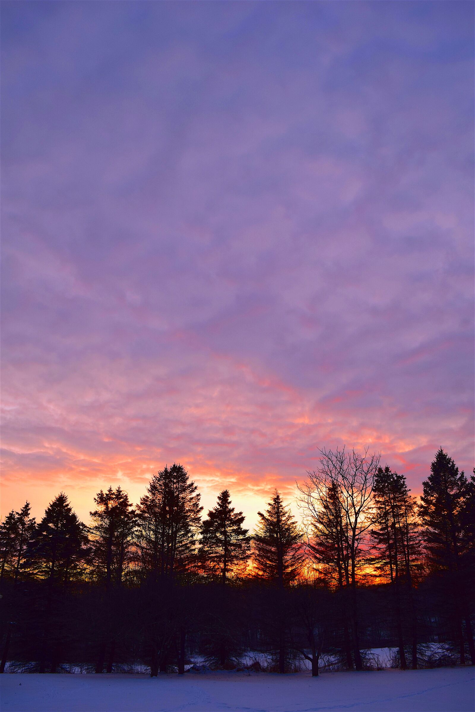 Nikon D3300 sample photo. Sunset, trees, light photography