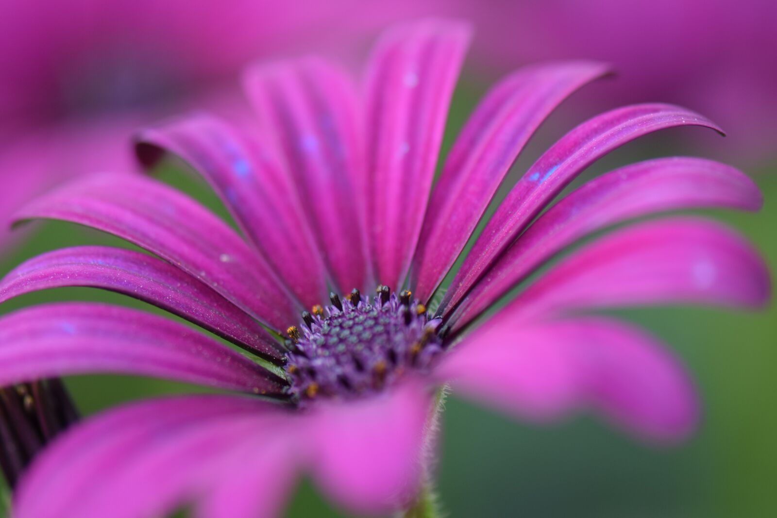 Nikon D5300 sample photo. Flower, purple, nature photography