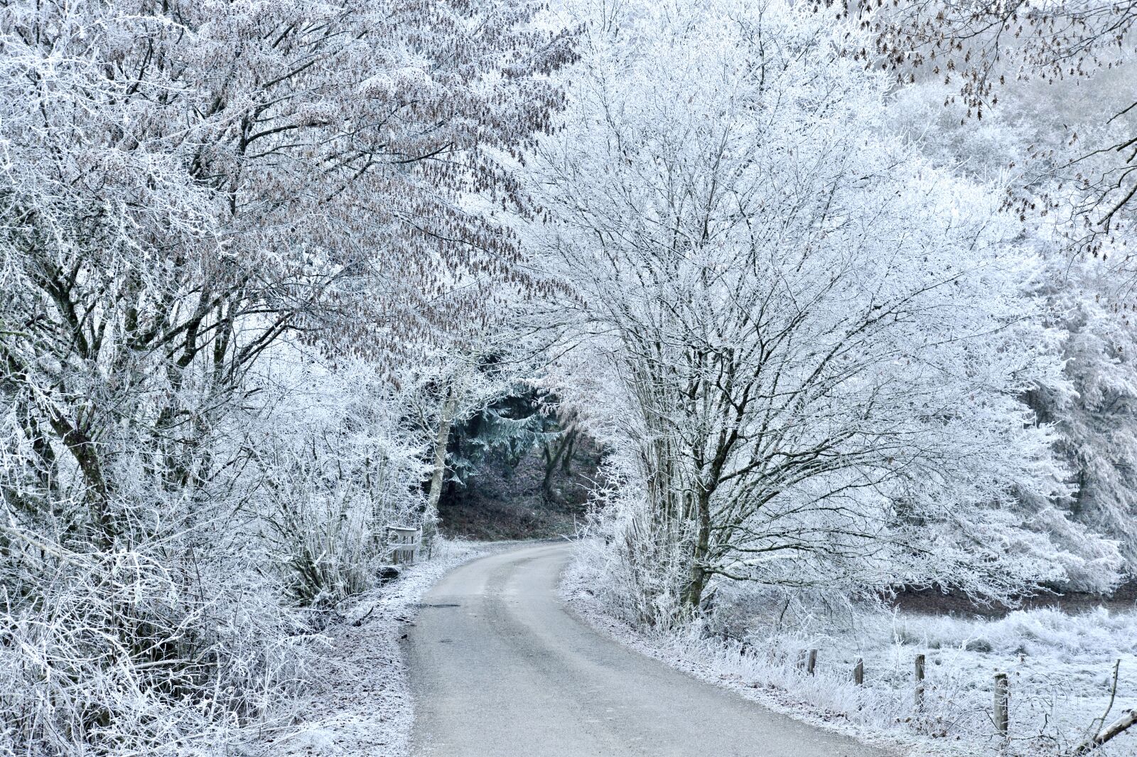 Nikon D600 sample photo. Snow, winter, cold photography