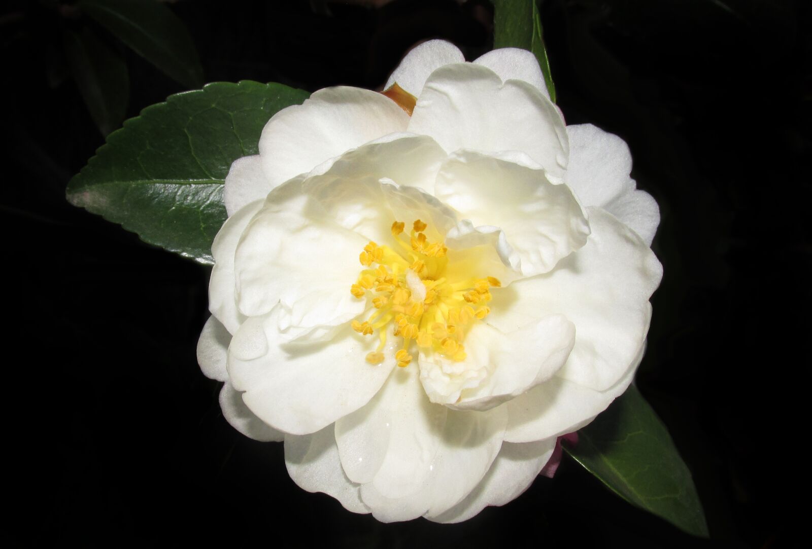 Canon PowerShot SX170 IS sample photo. Camellia, white, single photography