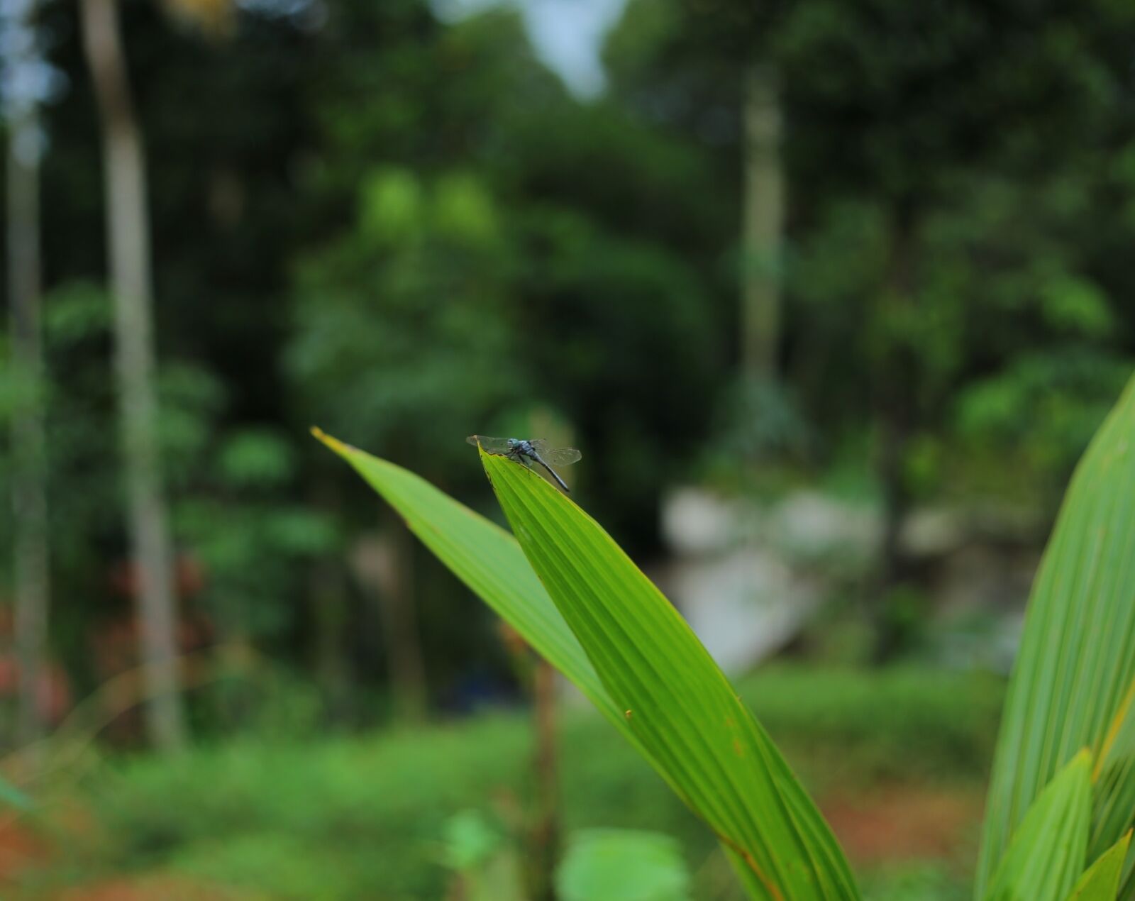 Canon EOS 6D + Canon EF 50mm F1.8 STM sample photo. Dragonfly photography