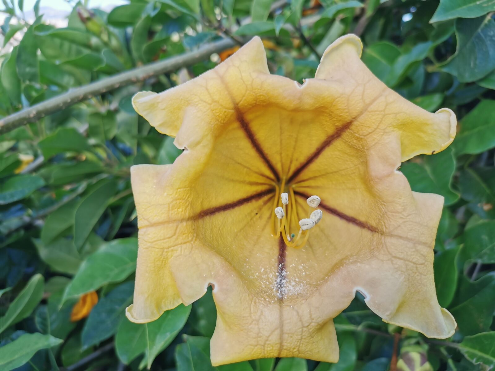 HUAWEI P30 sample photo. Flower, green, field photography