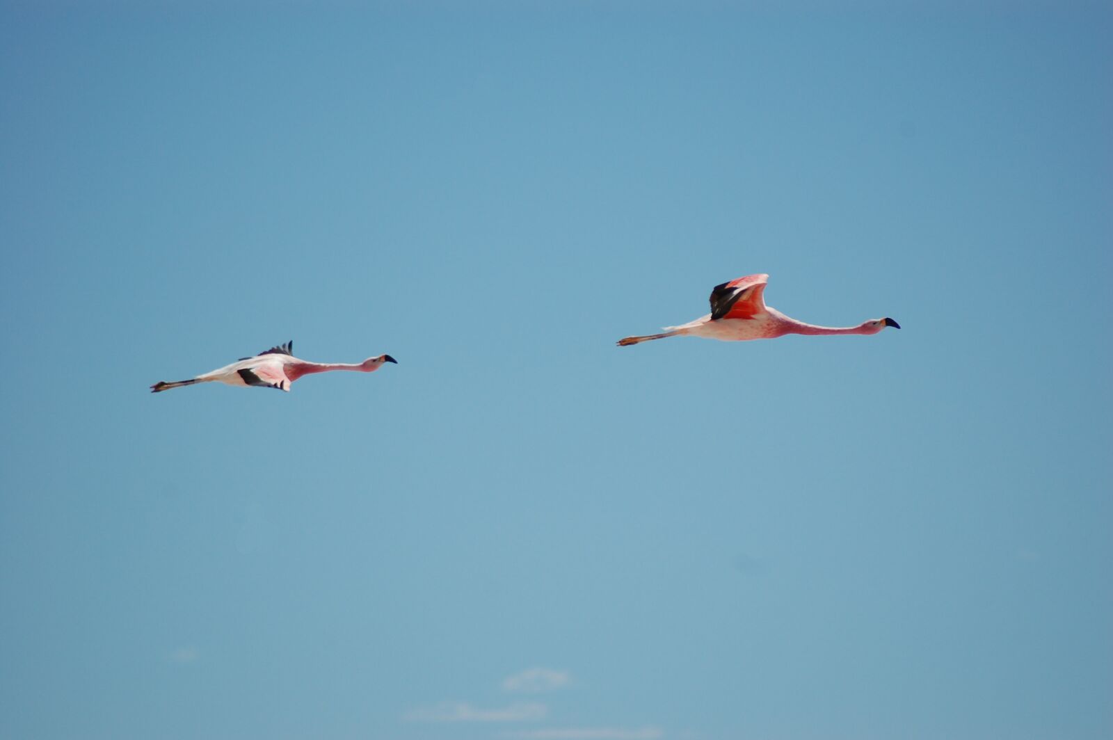 Nikon D40 sample photo. Flamingo, bird, nature photography