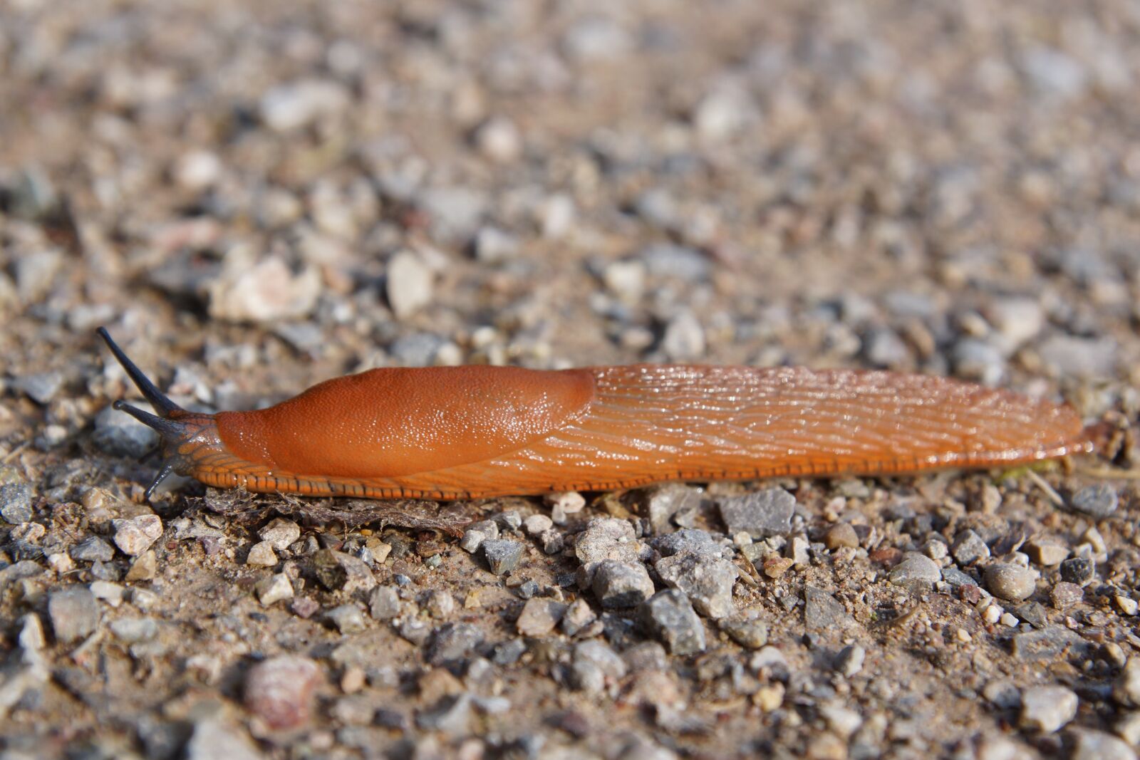24-70mm F2.8 sample photo. Slug, snail, animal photography
