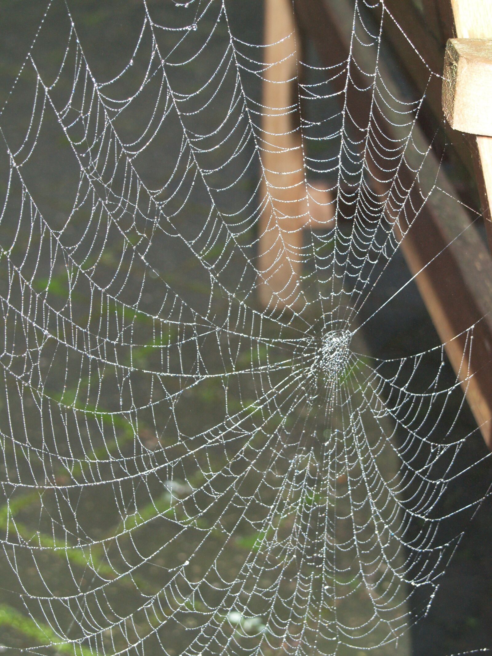 Olympus E-500 (EVOLT E-500) sample photo. Spider web, spider, cobweb photography