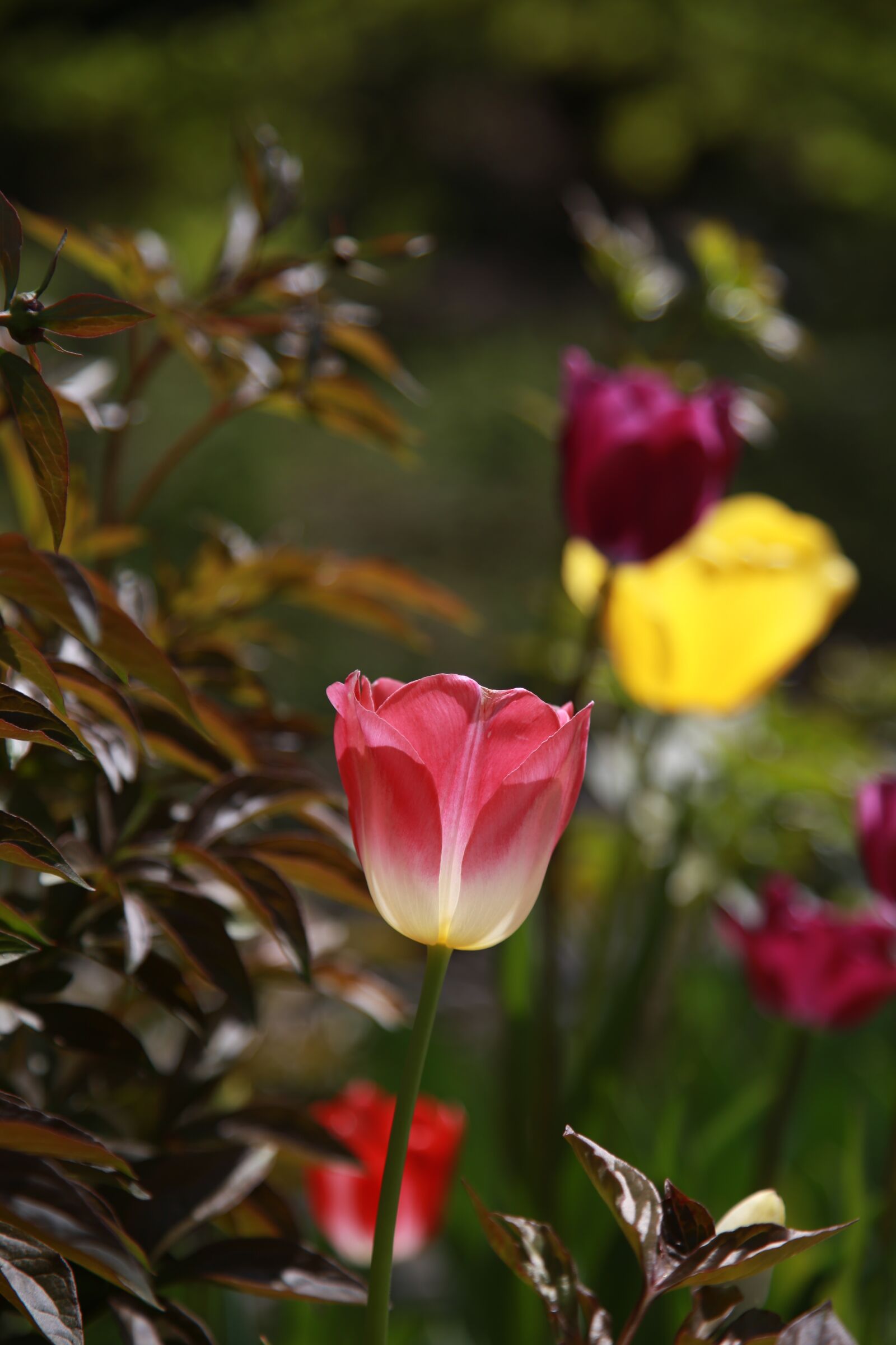 Canon EOS 6D + Canon EF 24-105mm F4L IS USM sample photo. Tulip, garden, nature photography