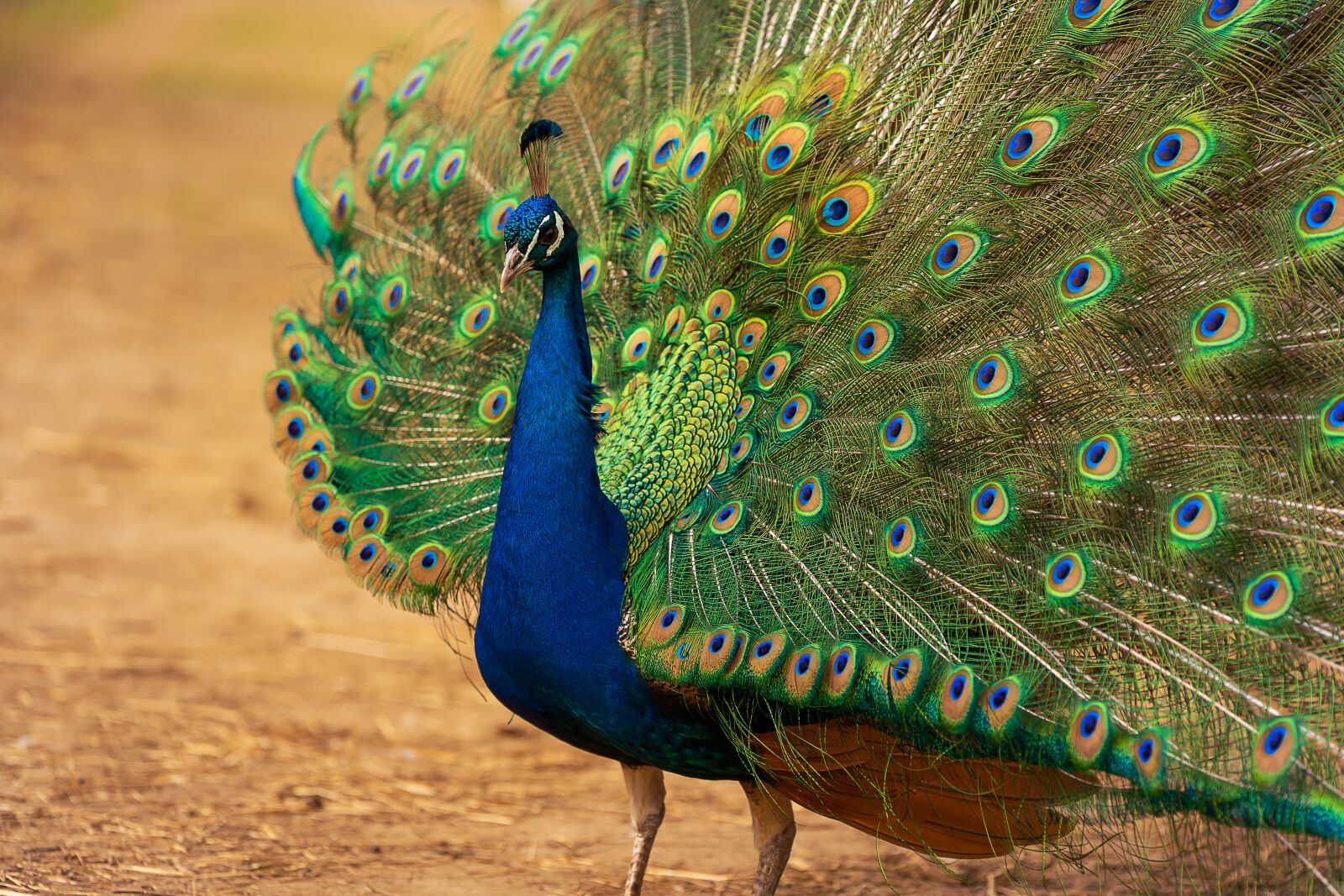Sony a7 III sample photo. Animal, bird, peacock photography