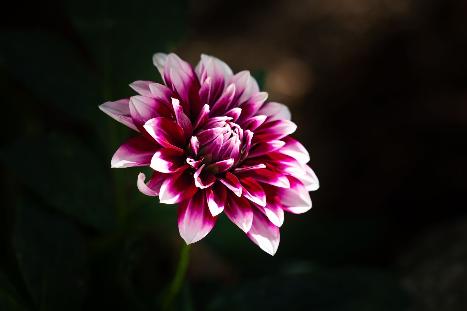 Nikon D7100 sample photo. Dalia, raghavendra, flower photography