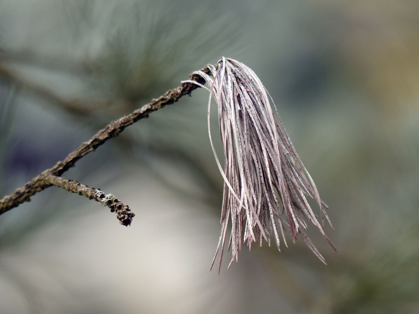 Panasonic Lumix DMC-FZ200 sample photo. Branch, pine, needles photography
