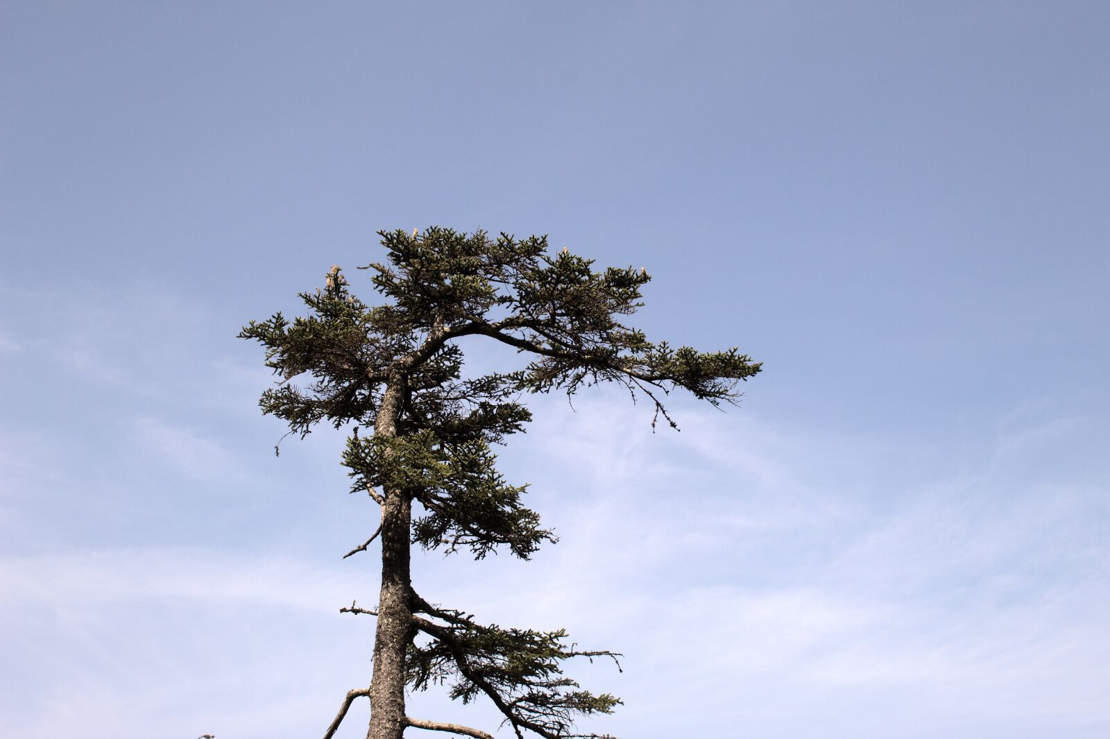 Canon EOS 4000D (EOS Rebel T100 / EOS 3000D) sample photo. Bent tree, wind, sky photography