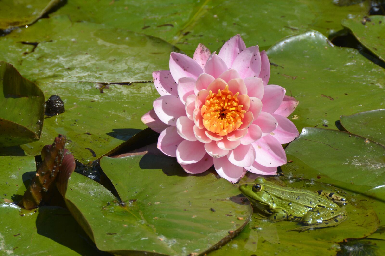 Nikon D7100 sample photo. Water lily, nature, pond photography