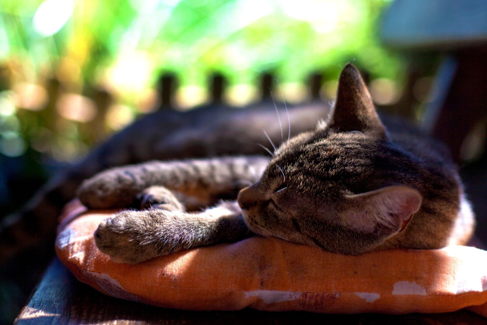 Canon EOS 5D Mark II sample photo. Cat, mieze, domestic cat photography