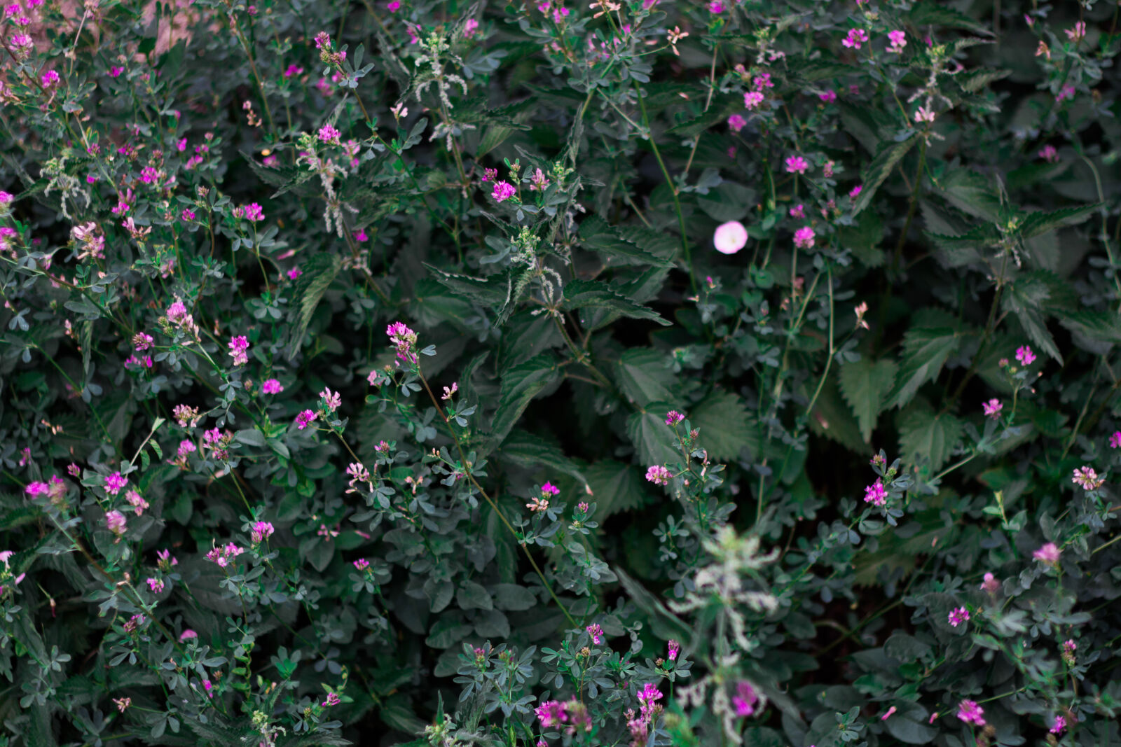 Canon EOS 70D + Canon EF 50mm F1.8 STM sample photo. Beautiful, flowers, nettle, pink photography