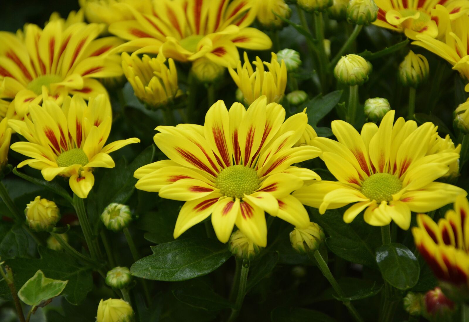 Nikon D5200 sample photo. Flowers, chrysanthemum, flowering photography
