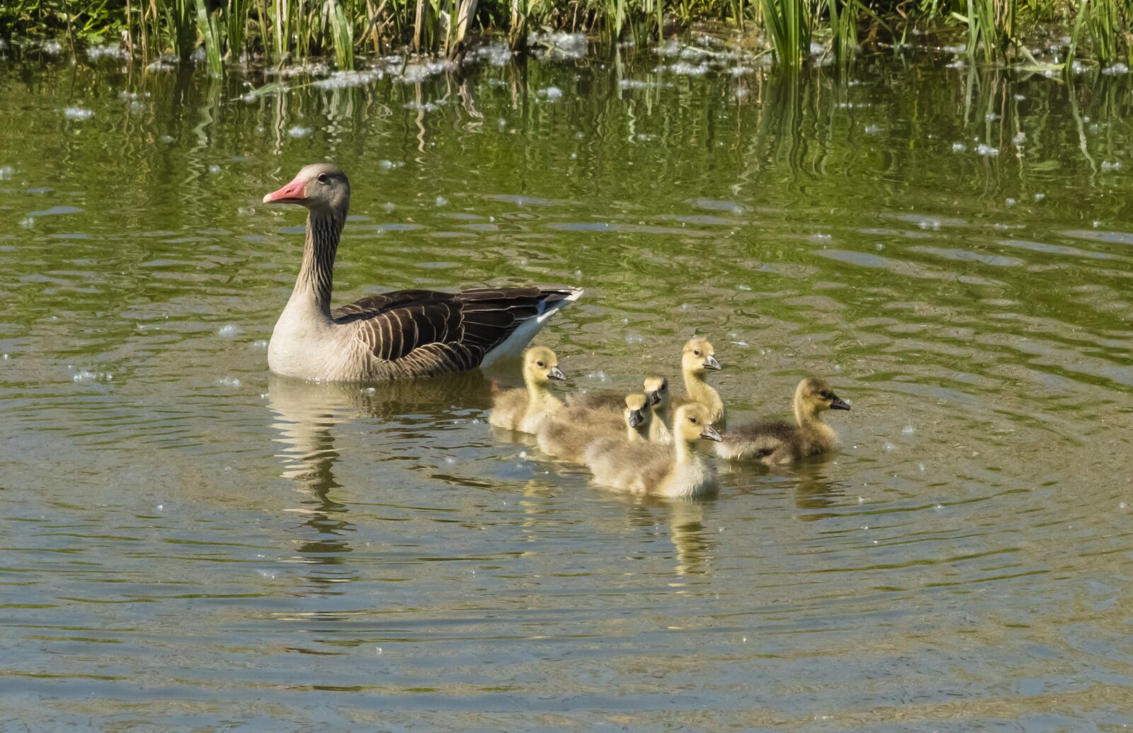 Canon EF75-300mm f/4-5.6 sample photo. Summer goose, goose, geese photography