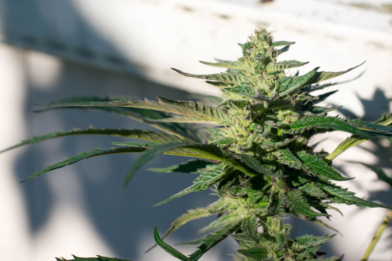 Nikon D3400 sample photo. Marijuana, plant, cannabis photography