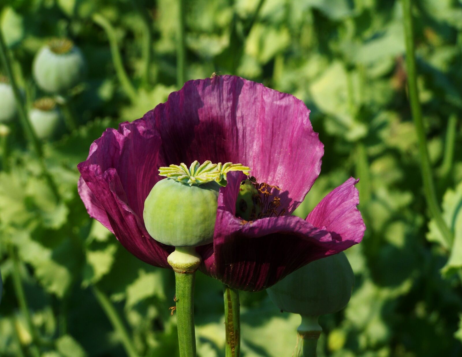 Kodak EASYSHARE ZD710 ZOOM DIGITAL CAMERA sample photo. Poppy flower, purple flower photography