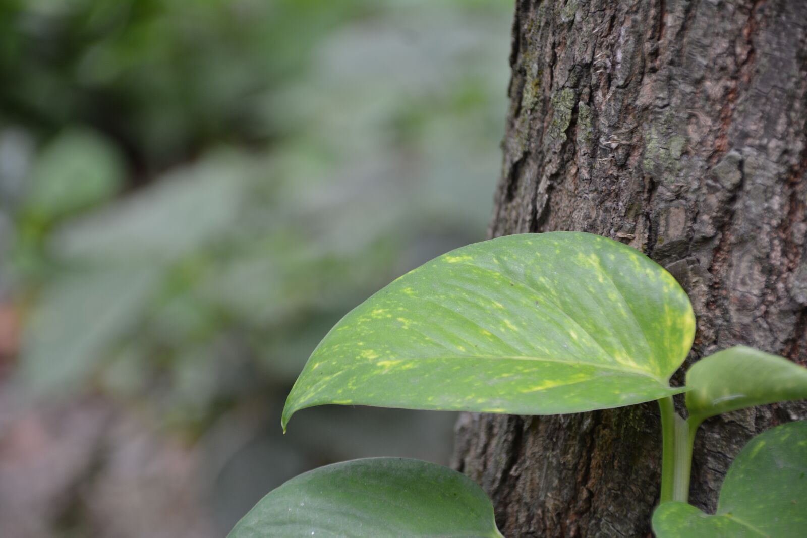 Nikon D5200 sample photo. Green leaf, indian, green photography