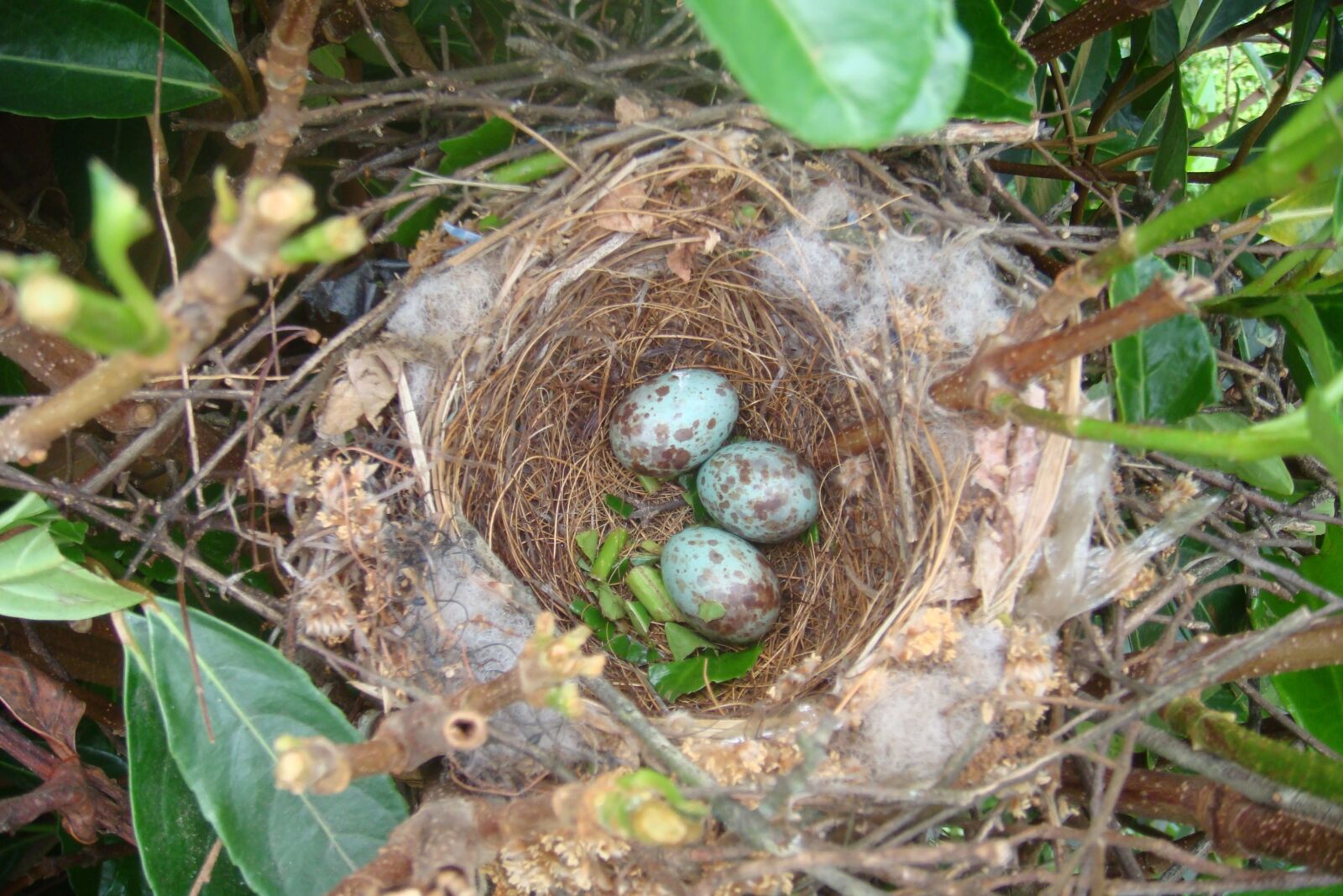 Sony DSC-T100 sample photo. Birds nest, close up photography