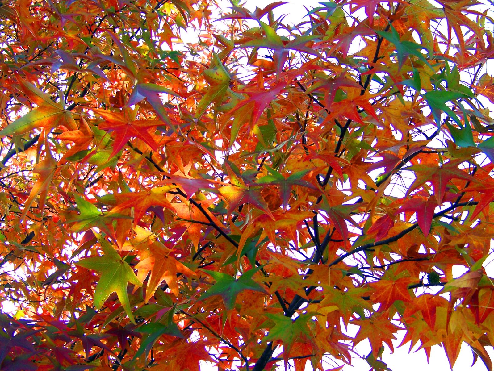 Kodak Z612 ZOOM DIGITAL CAMERA sample photo. Autumn, botany, branch, brown photography