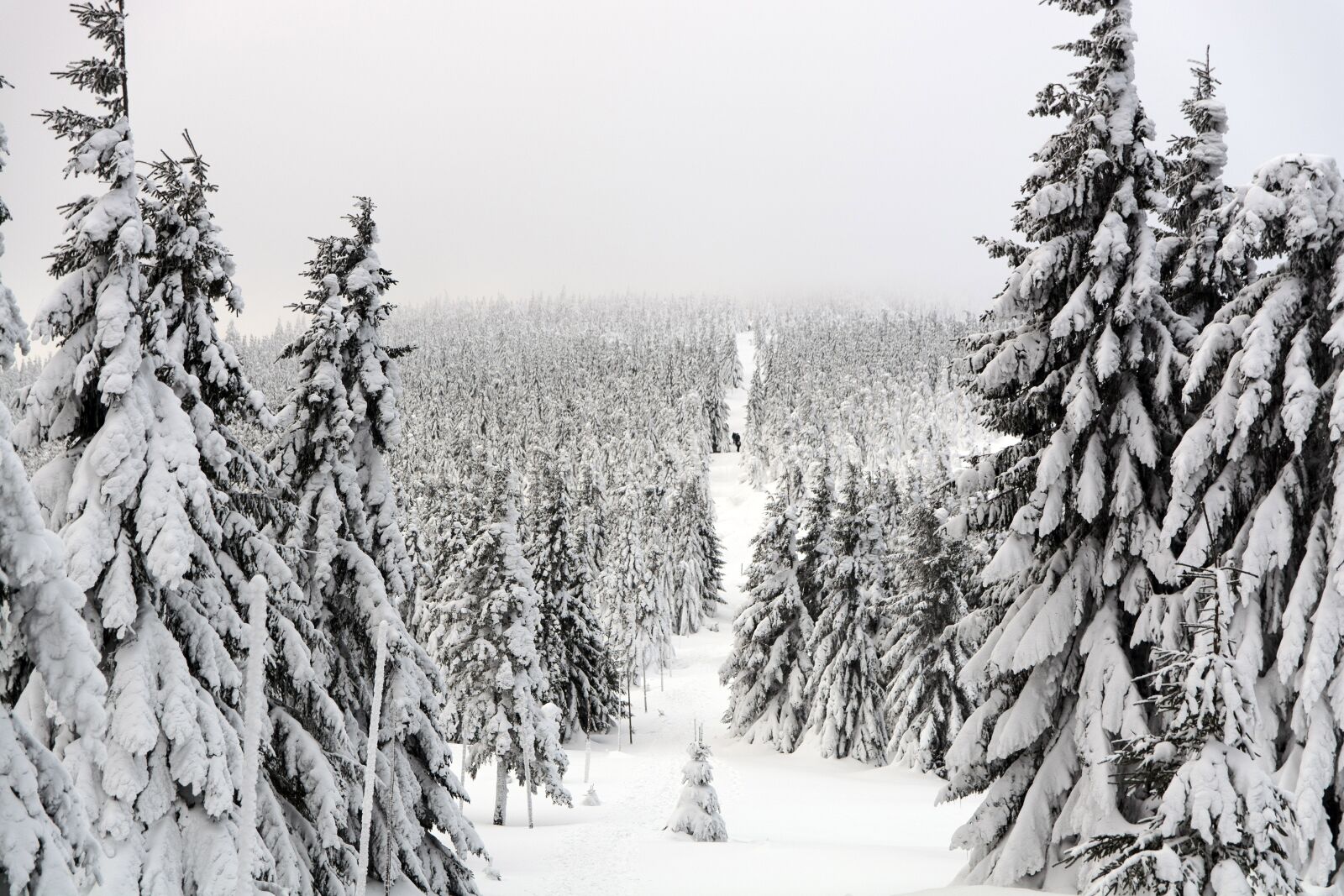 Nikon D7100 sample photo. Winter, trail, forest photography