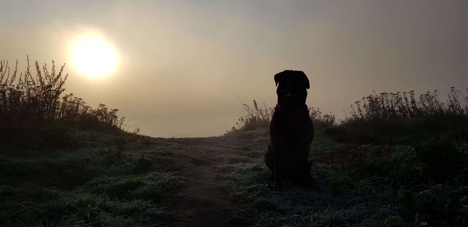Samsung Galaxy S8 sample photo. Dog, rottweiler, sunset photography