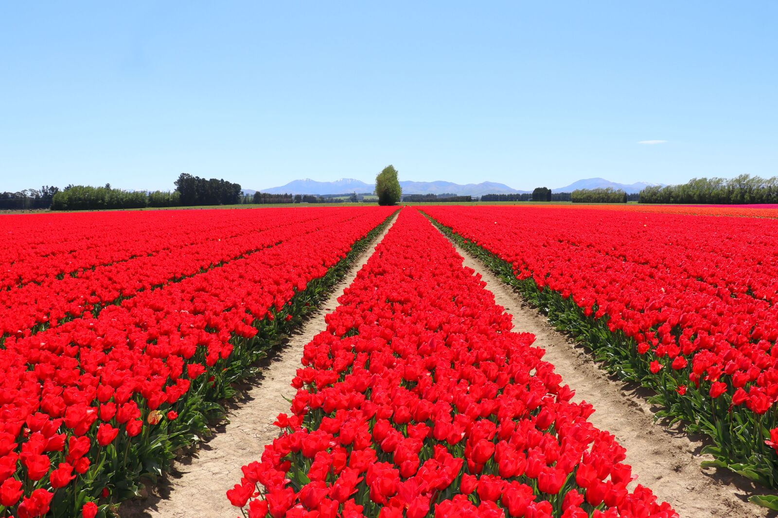 Canon EF-S 18-135mm F3.5-5.6 IS USM sample photo. Tulips, red, fields photography