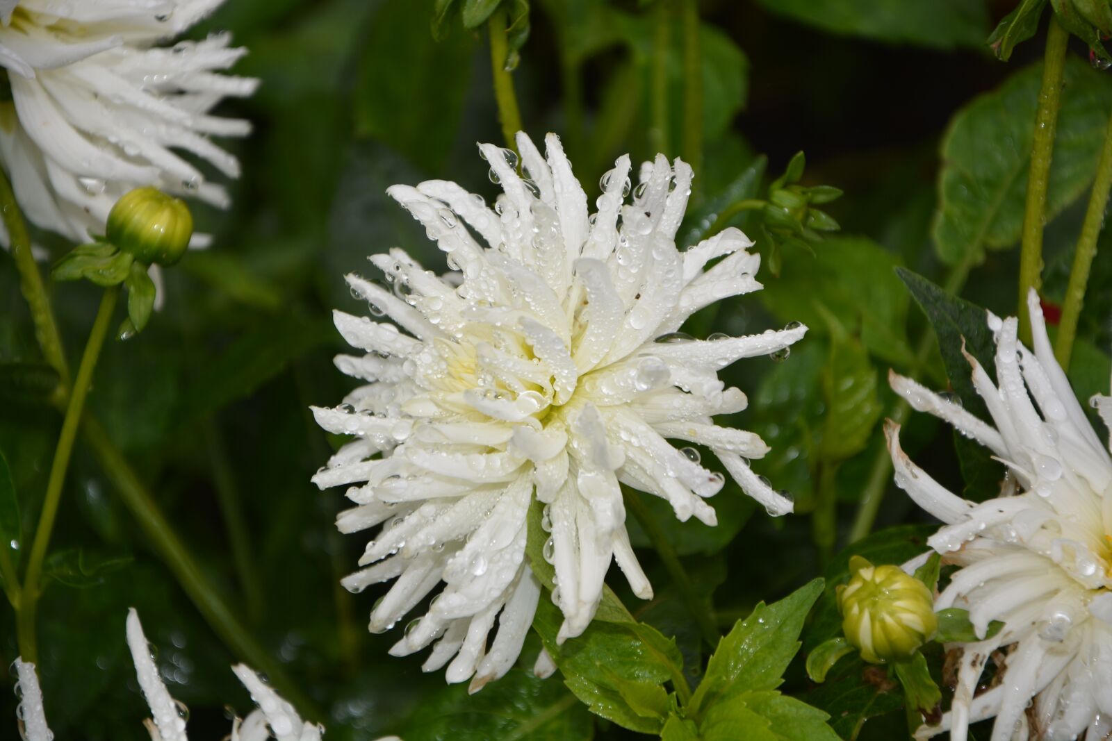 Nikon D5200 sample photo. White flowers, white petals photography