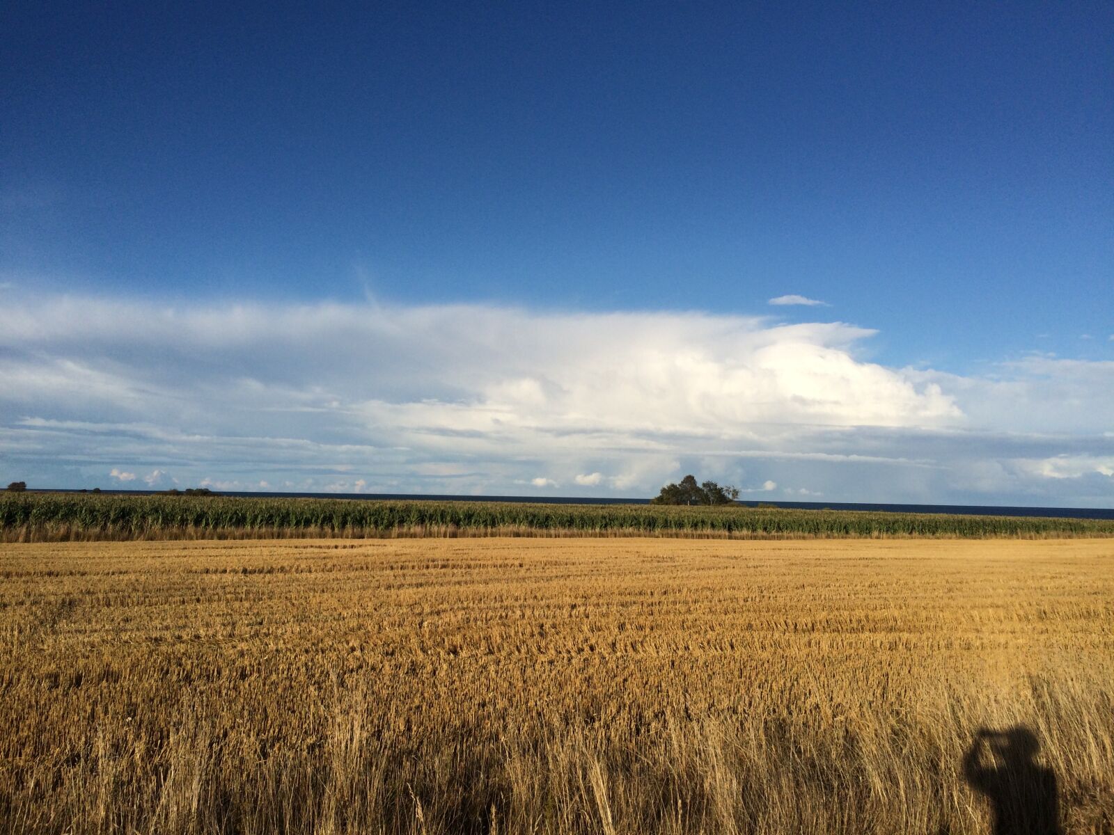 iPhone 5s back camera 4.15mm f/2.2 sample photo. Oland, sweden, summer photography