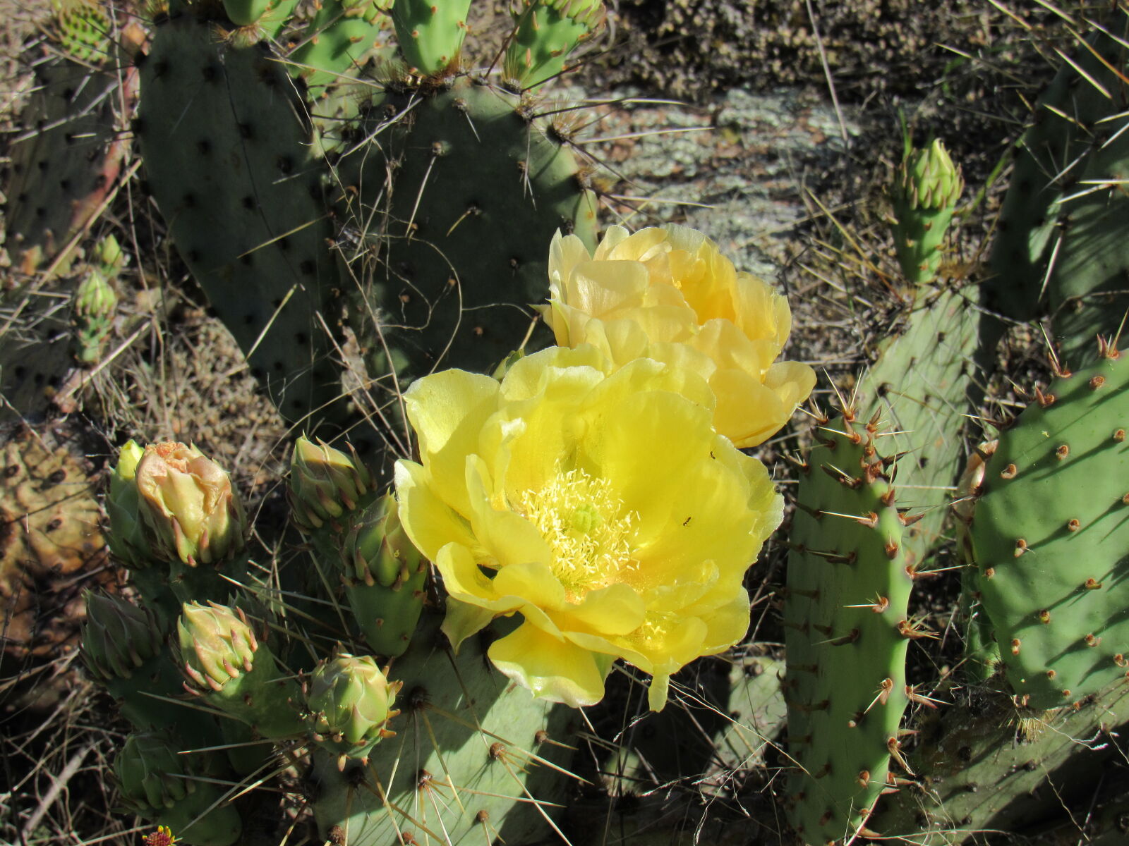 Canon PowerShot SX530 HS sample photo. Cacti, cactus, cactus, flowers photography