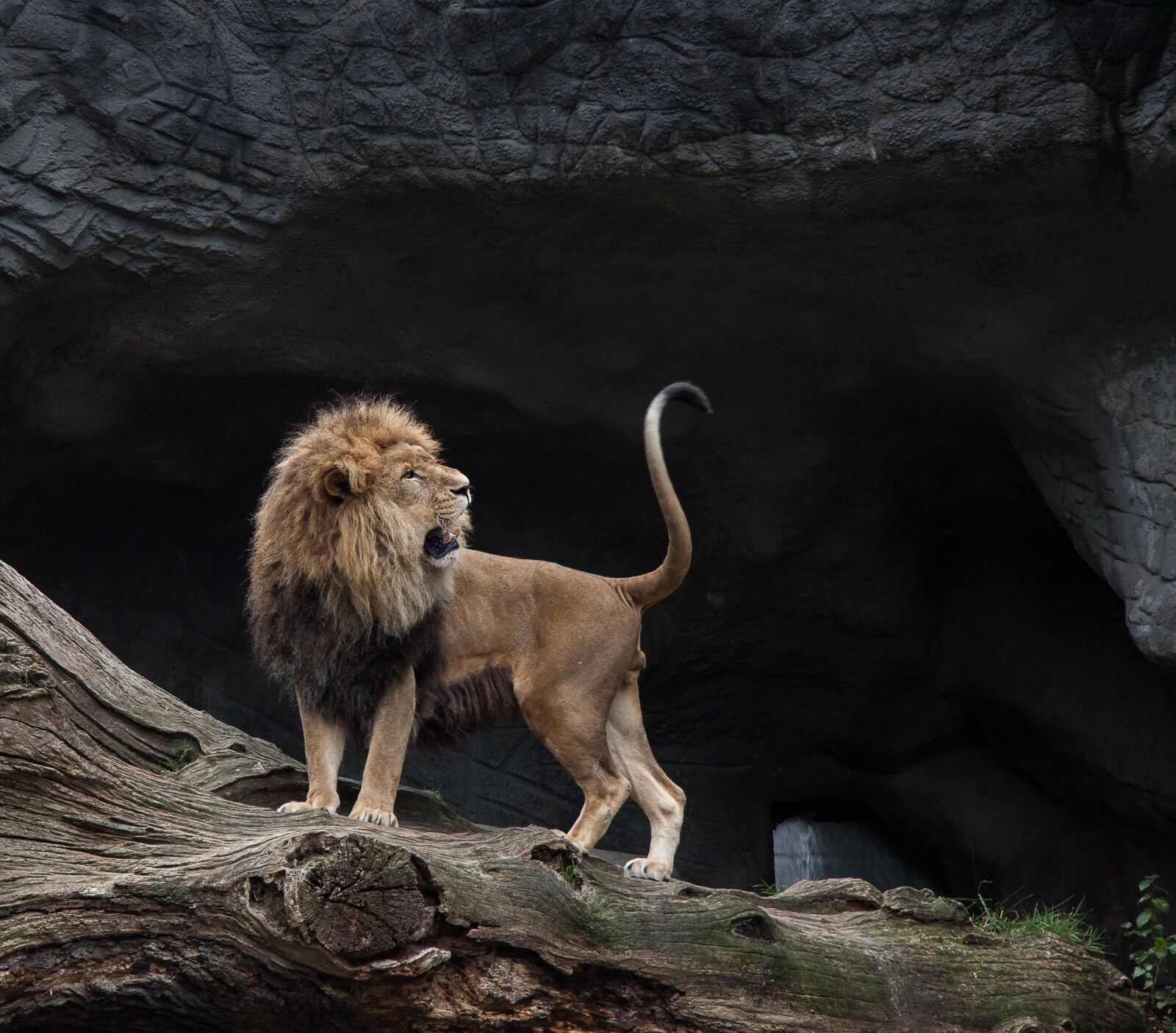 Canon EF-S 17-85mm F4-5.6 IS USM sample photo. Lion, big cat, male photography