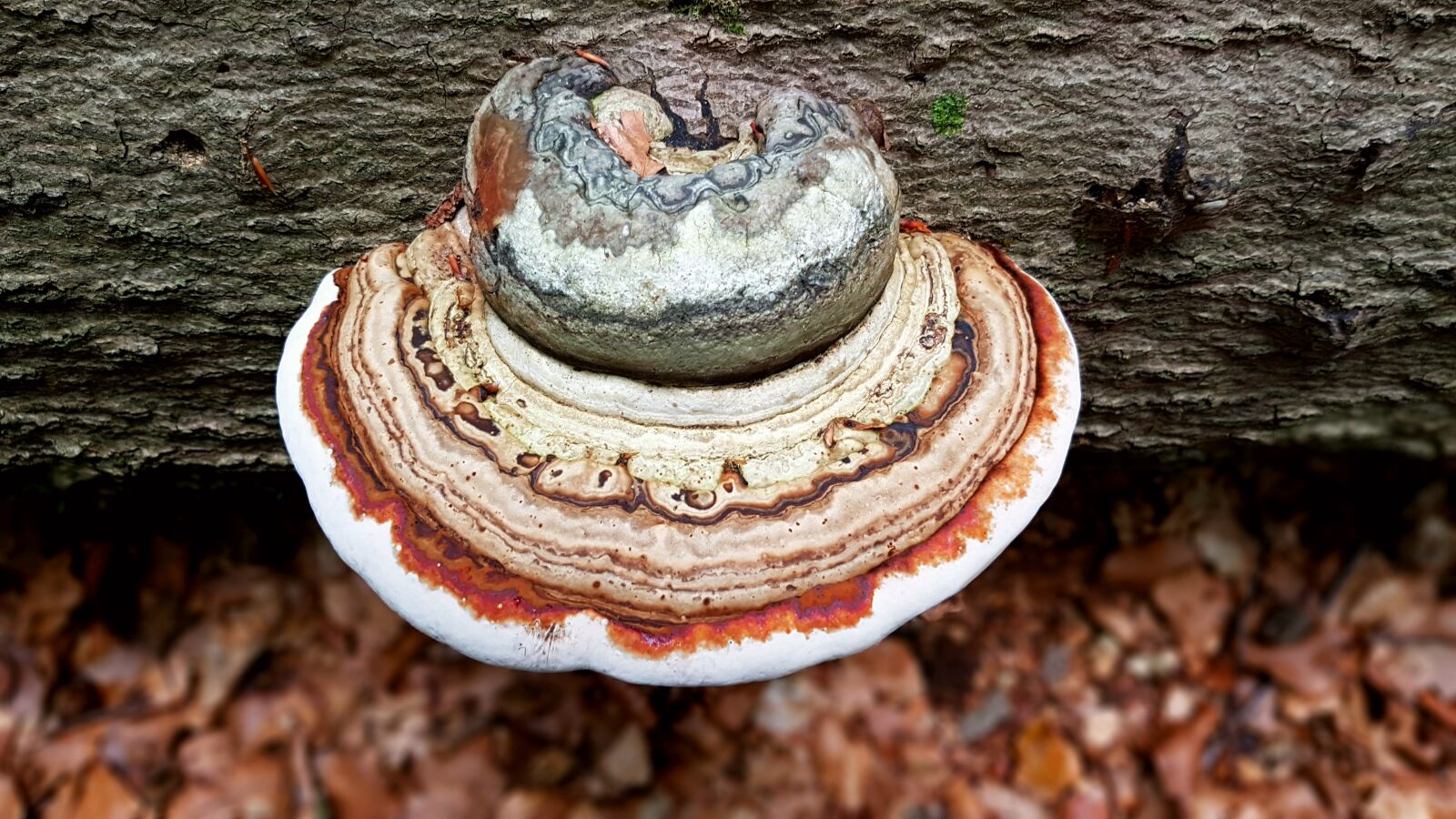 Samsung Galaxy S7 sample photo. Mushroom, tree fungus, log photography
