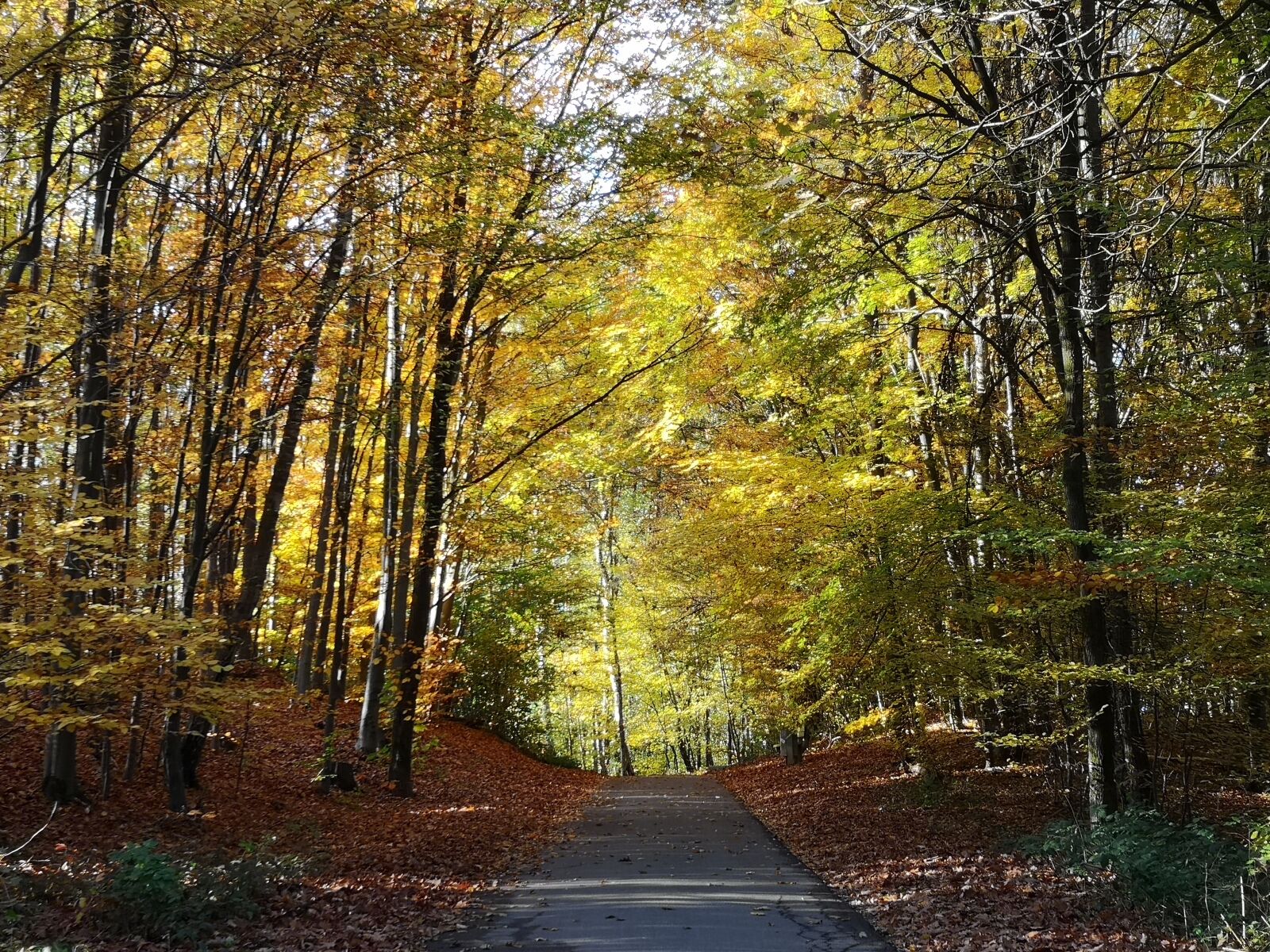 HUAWEI CLT-L29 sample photo. Autumn, leaves, trees photography