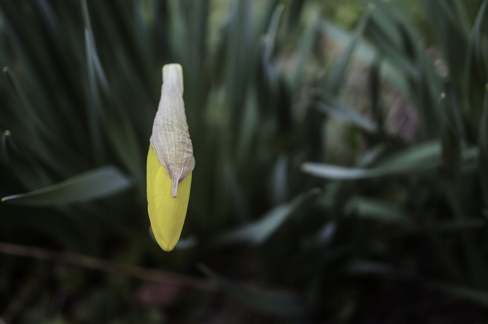 Sony E 30mm F3.5 Macro sample photo. Macro, flower, daffodil photography