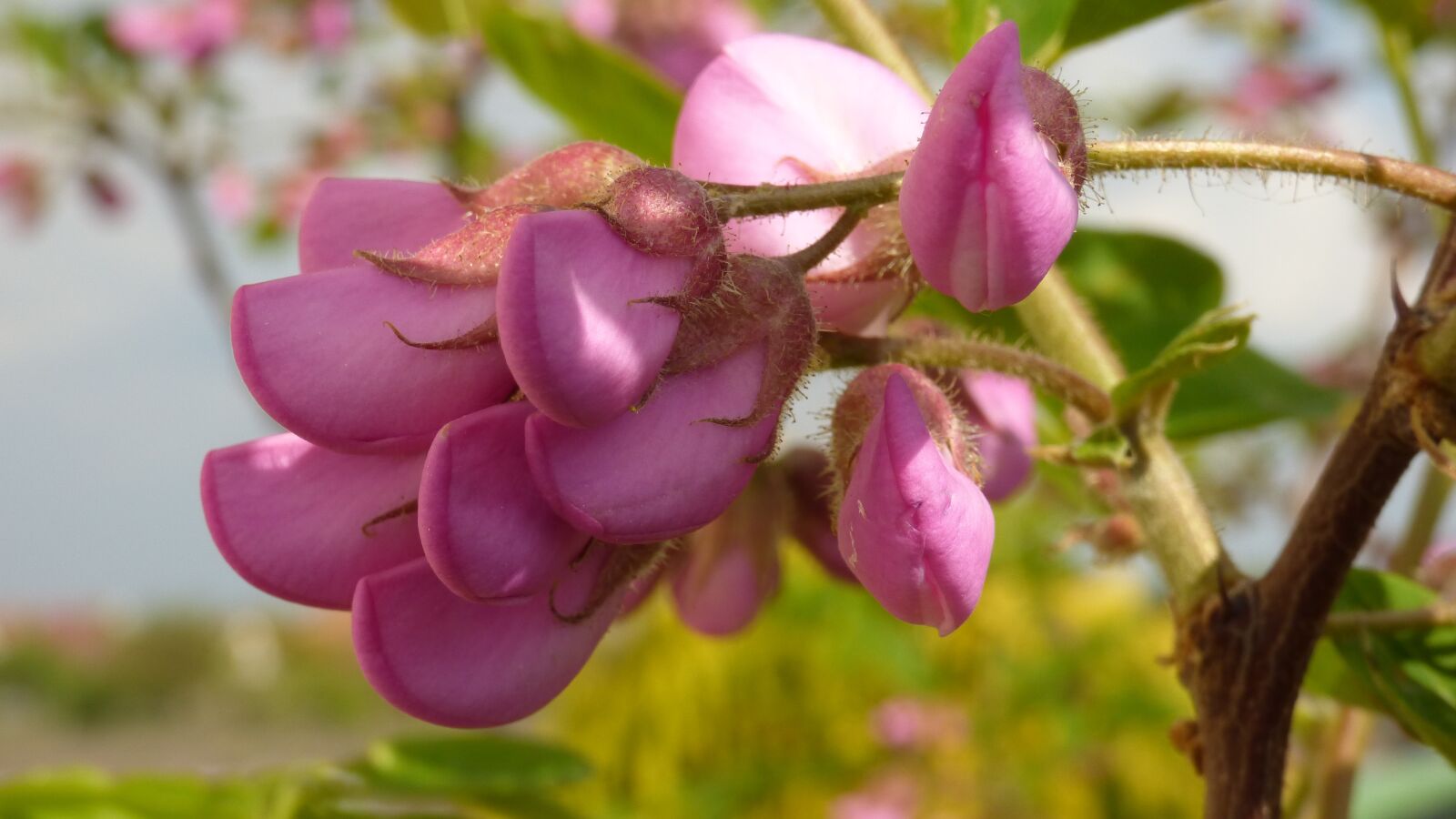 Panasonic DMC-FZ72 sample photo. Acacia, pink, flowers photography