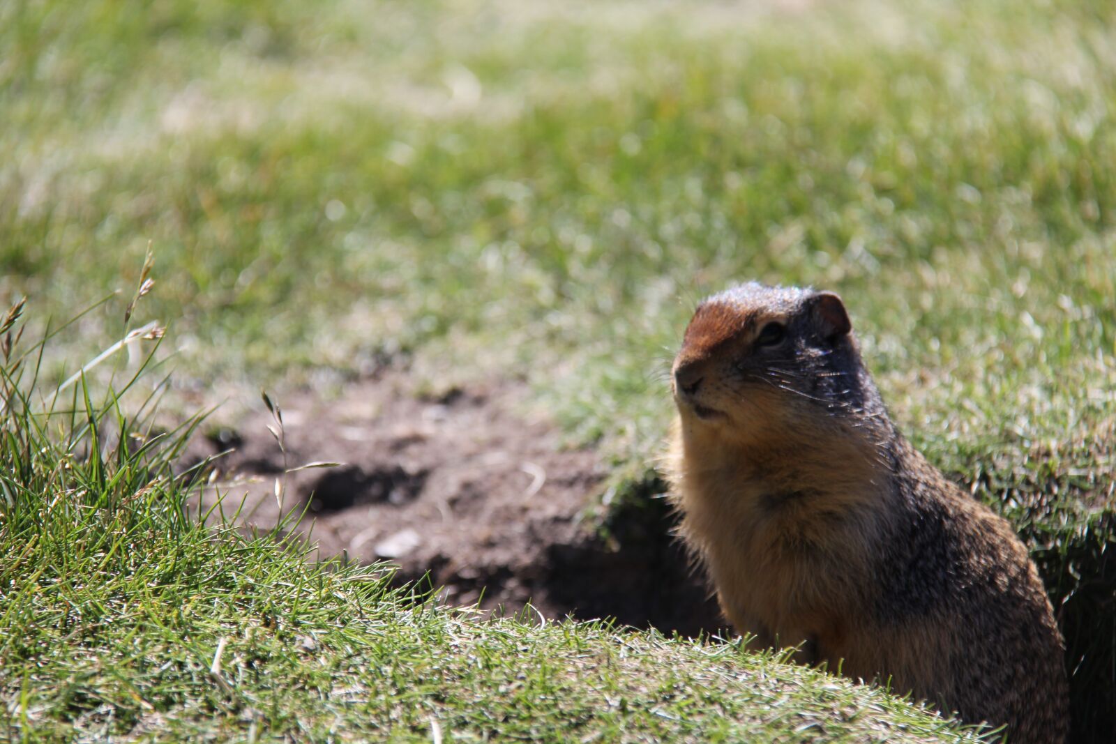 Canon EF-S 18-200mm F3.5-5.6 IS sample photo. Ground squirrel, grass, animal photography