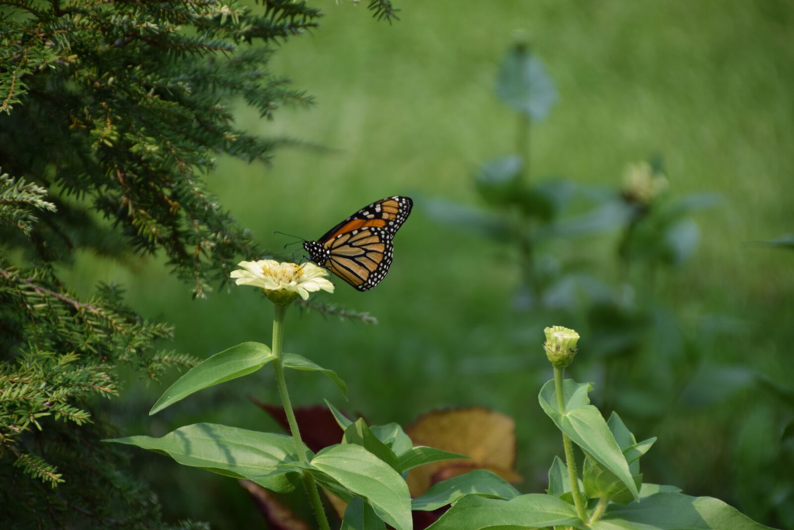 Nikon D5300 sample photo. Nature, butterfly, summer photography