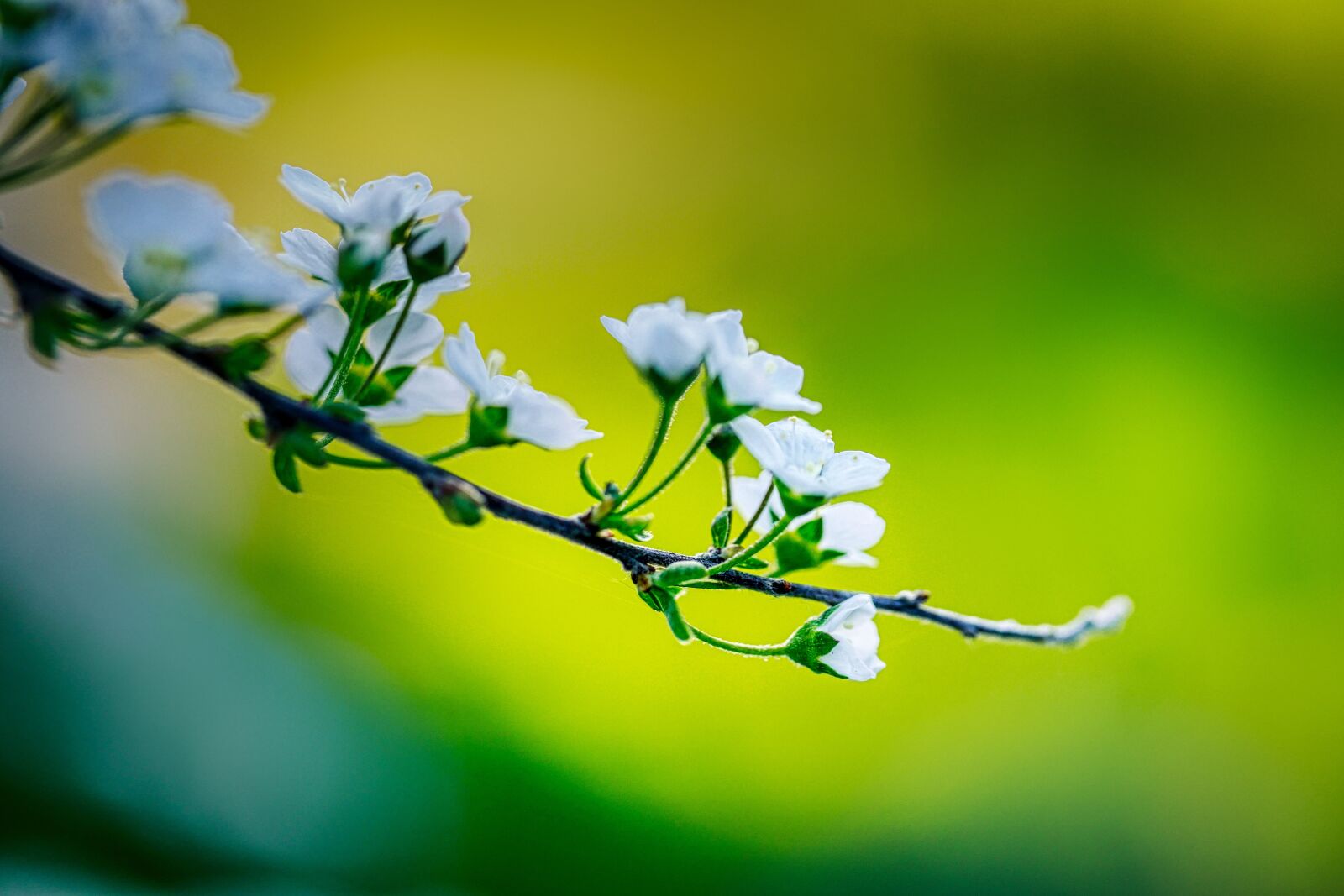Panasonic Lumix DMC-GX8 sample photo. Bloom, spring, branch photography