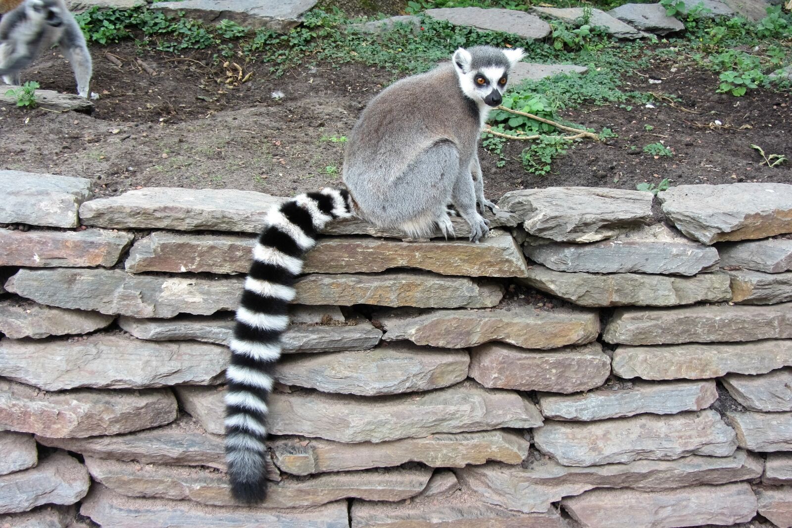 Canon PowerShot SX220 HS sample photo. Ring-tailed lemur, long tail photography