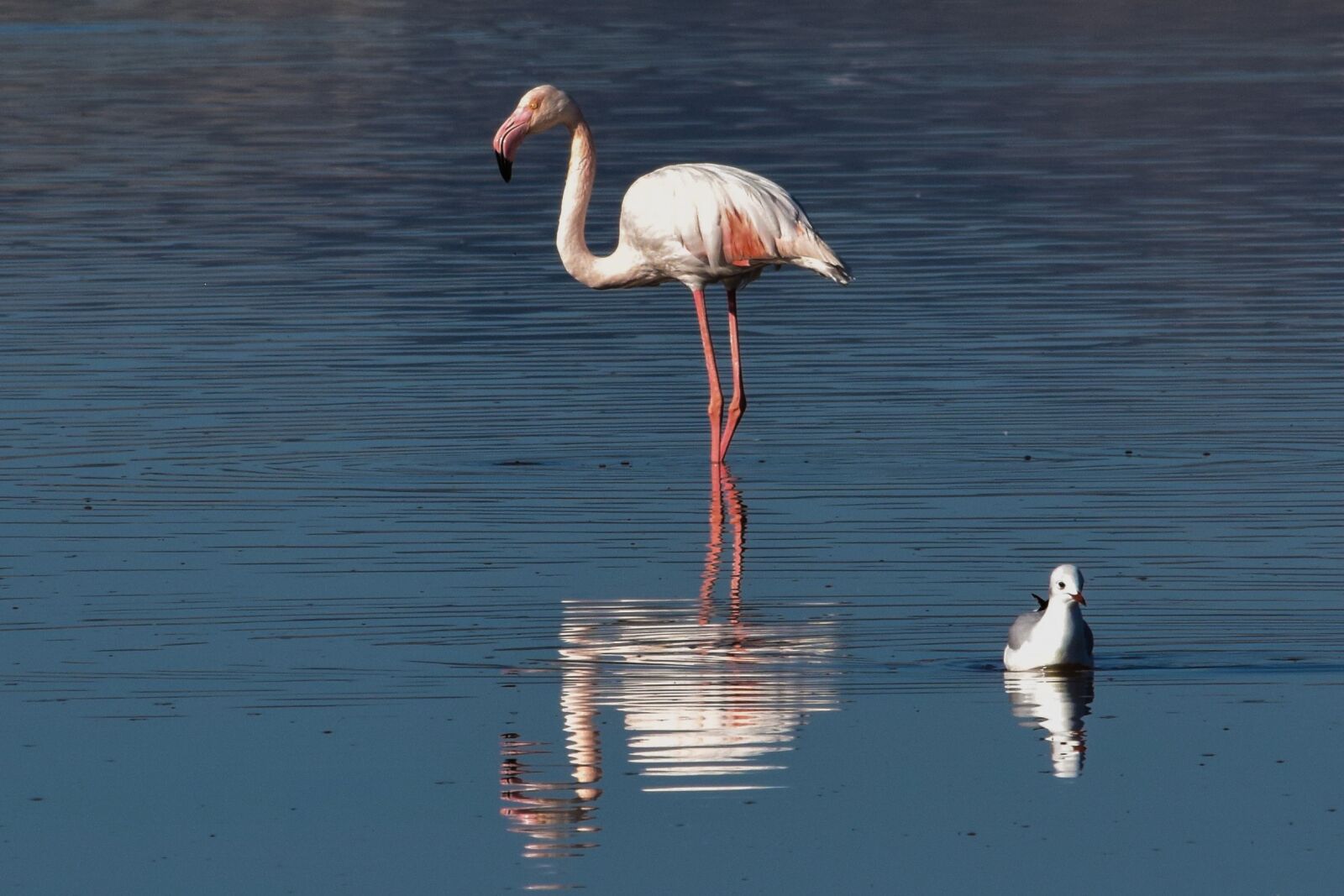 Nikon D3300 sample photo. Flamingo, bird, water photography