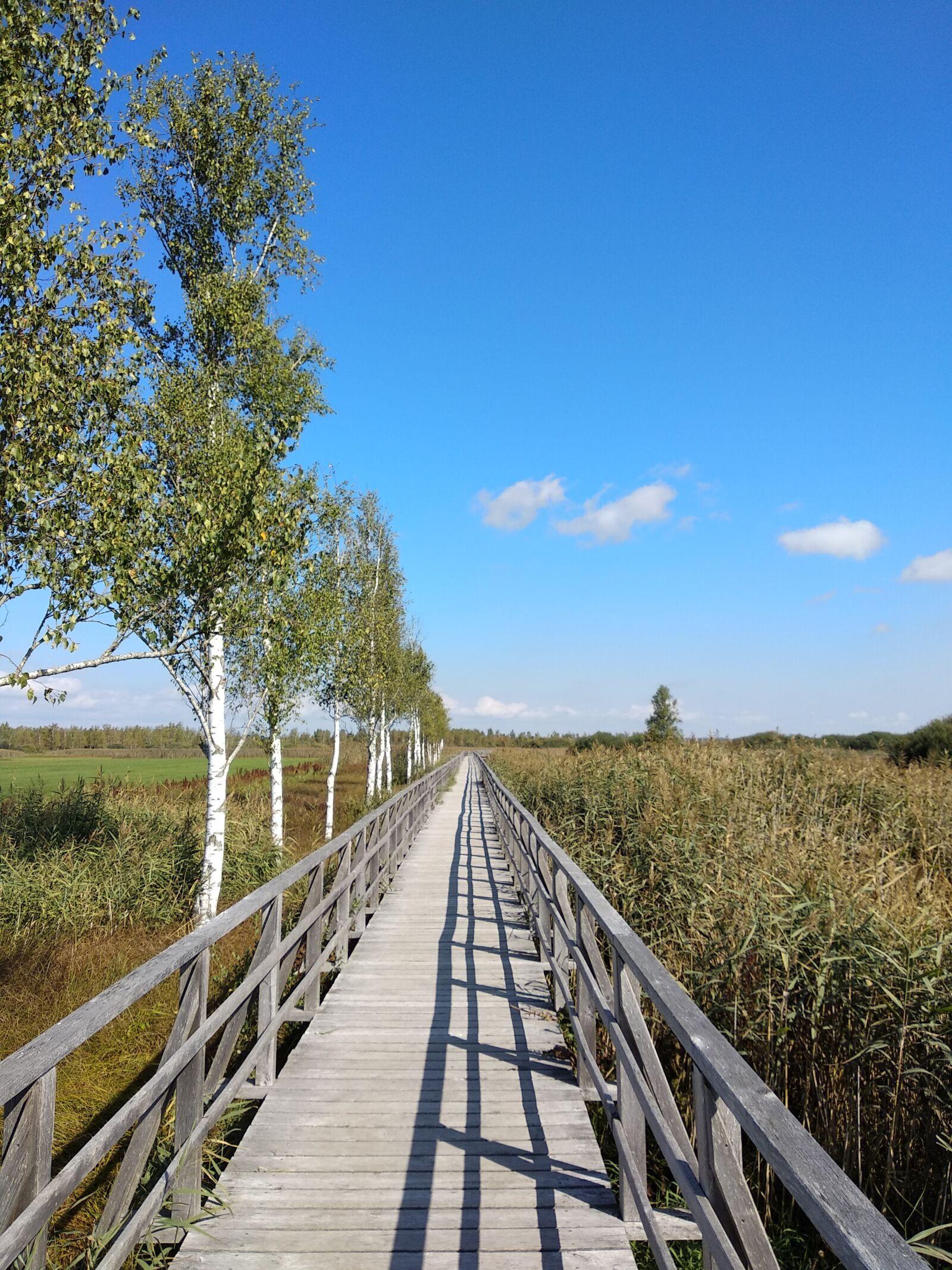 Xiaomi Mi A1 sample photo. Tree, blue sky, bridge photography