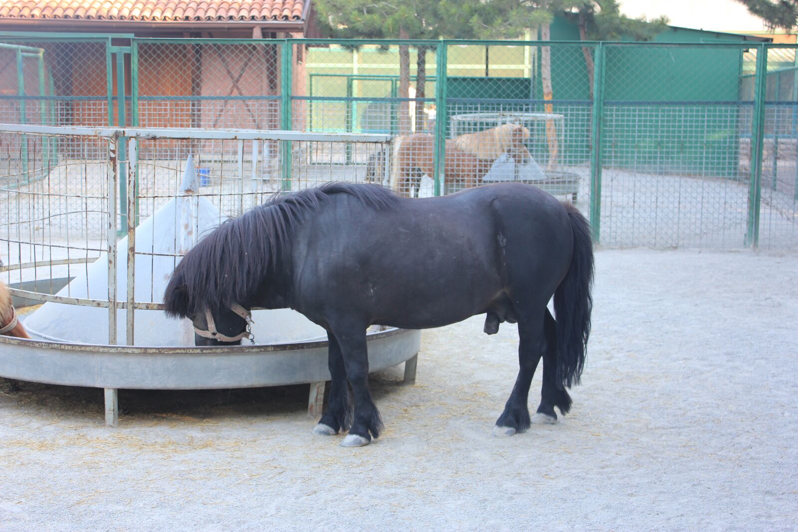 Canon EOS 550D (EOS Rebel T2i / EOS Kiss X4) sample photo. Horse, animal, wild photography
