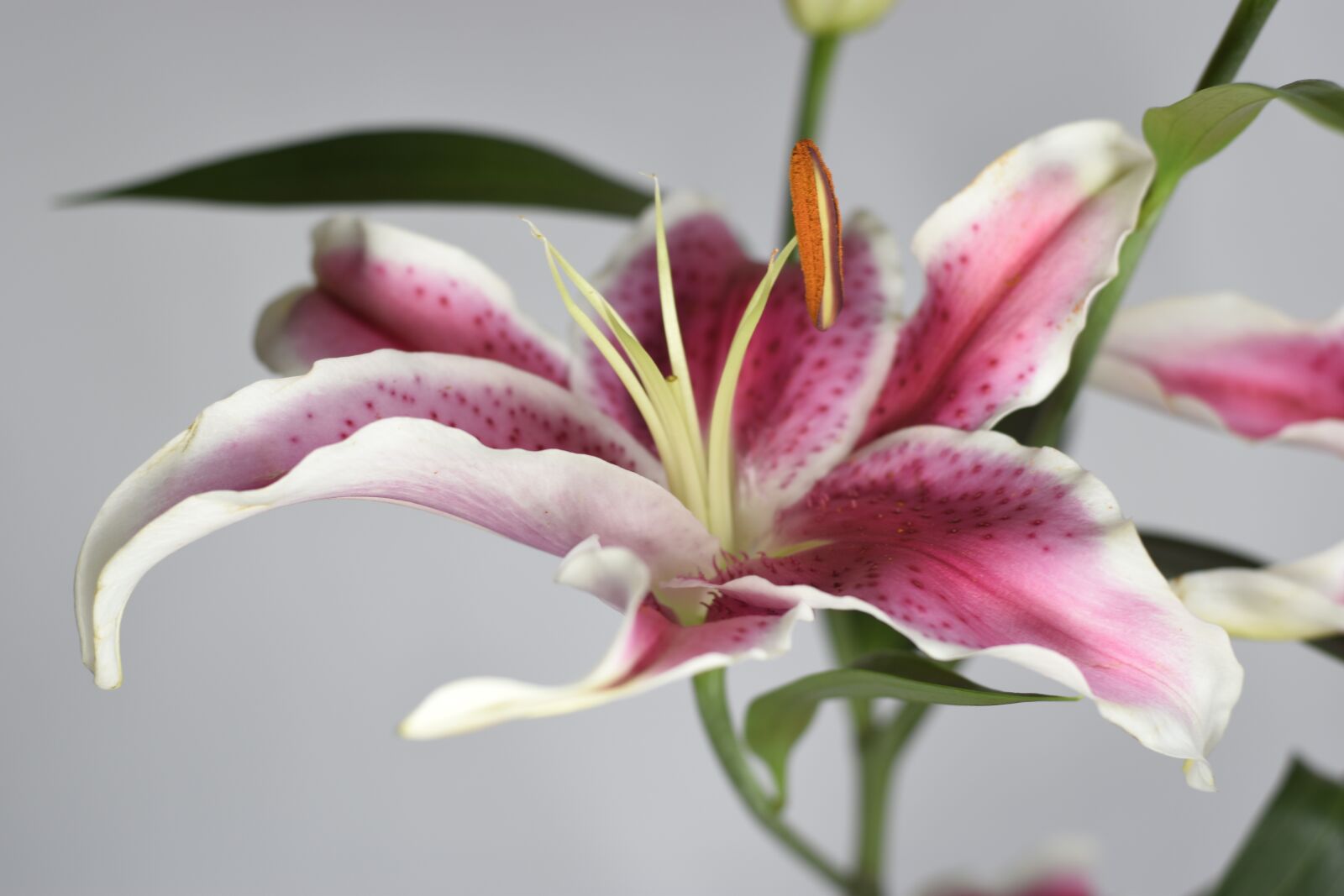 Nikon D5500 sample photo. Flor, fondo blanco, spring photography