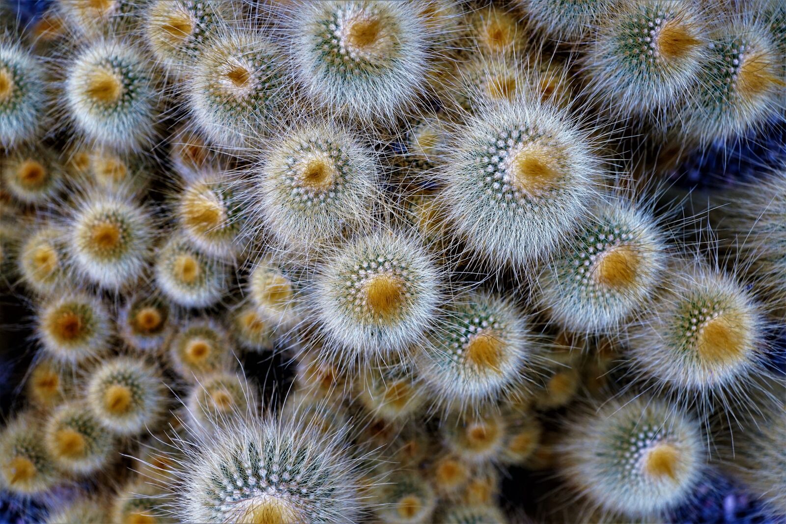 Sony ILCA-77M2 + Sony DT 16-50mm F2.8 SSM sample photo. Nature, background, color photography