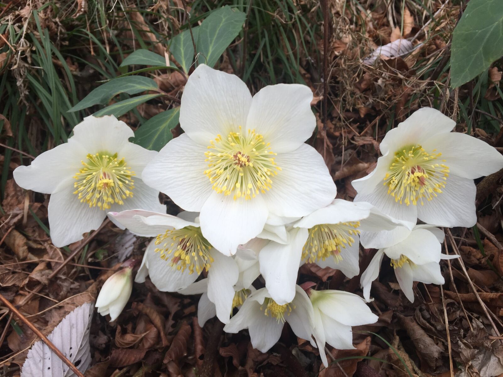 Apple iPhone 6 sample photo. Hellebores, flowers, mountain photography