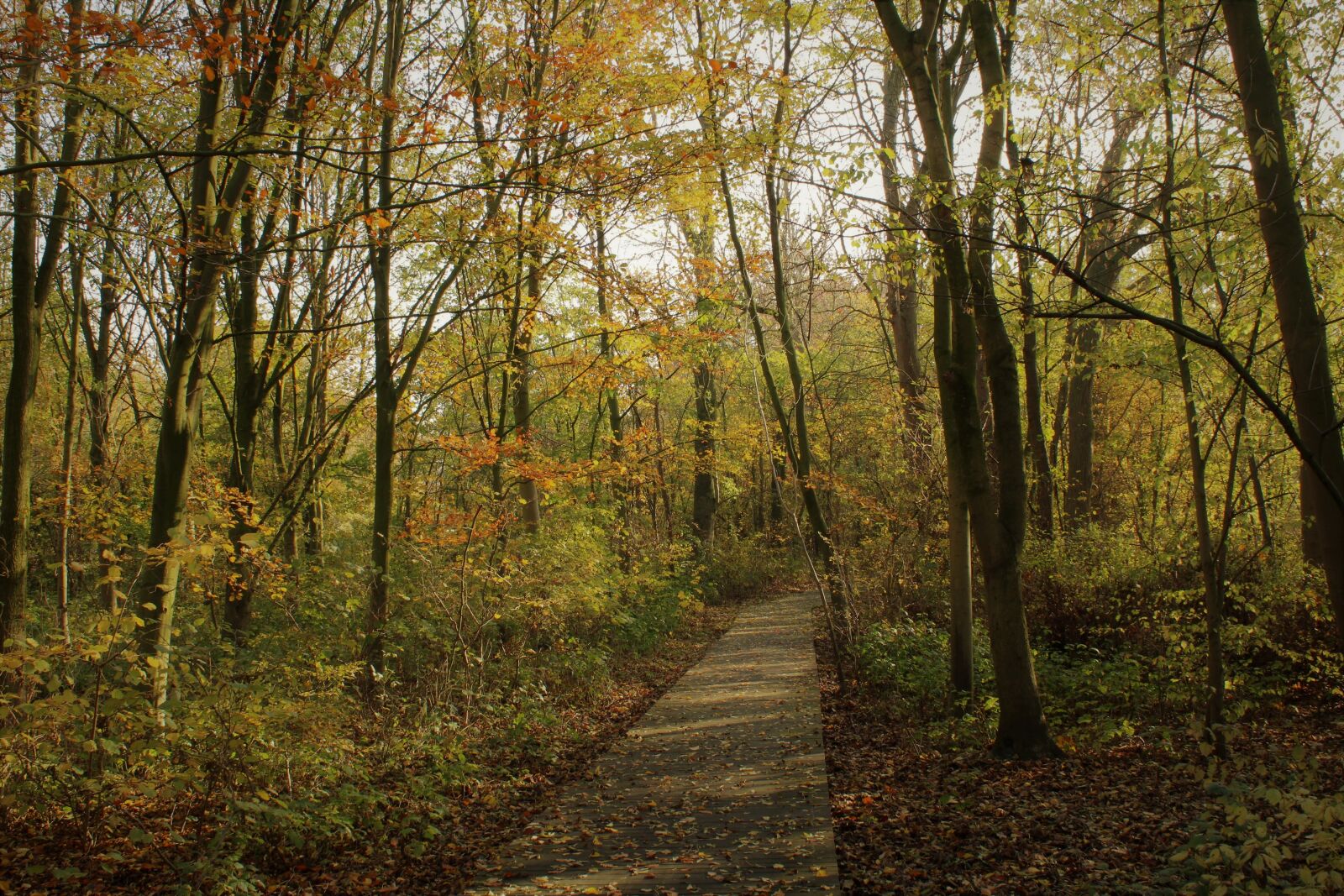 Canon EOS 2000D (EOS Rebel T7 / EOS Kiss X90 / EOS 1500D) sample photo. Leaves, autumn, mood photography